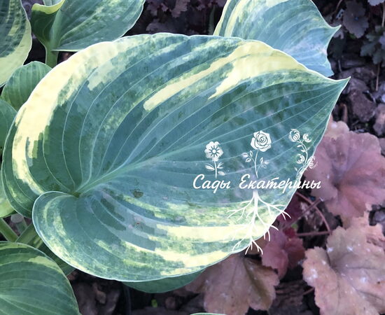 № 416 Sally's Gift